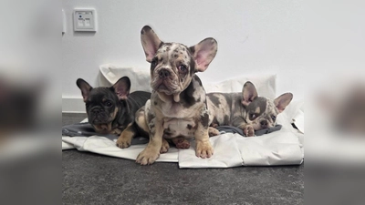 Die drei Hundewelpen sitzen auf Decken bei der Bundespolizei. (Foto: Bundespolizei/dpa)