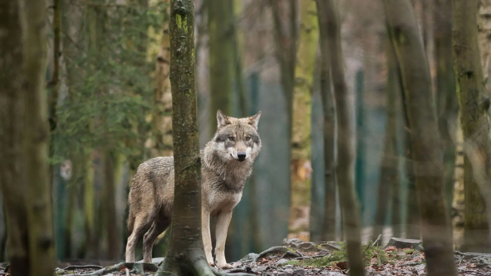 Mit gemischten Gefühlen starten die bayerischen Älpler in die Saison. Sie fürchten Wolfsrisse auf den Alpen und Almen. (Archivbild) (Foto: Klaus-Dietmar Gabbert/ZB/dpa)