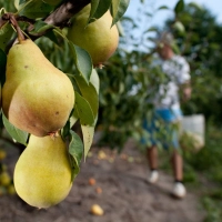 Bei Obst unterscheidet man bei der Ernte zwischen Baumreife und Genussreife. (Foto: Klaus-Dietmar Gabbert/dpa-tmn)