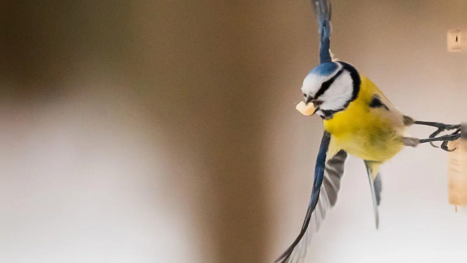 Selbstgemachtes Vogelfutter bietet Wintervögeln nahrhafte Energie und sind ein tolles Bastelprojekt für die Adventszeit. (Foto: Christoph Soeder/dpa/dpa-tmn)