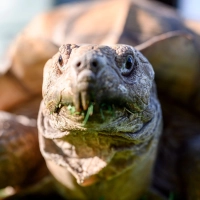 Spornschildkröten sind die größten auf dem Festland lebende Landschildkrötenart Afrikas. (Symbolbild) (Foto: Vogl Daniel/dpa)