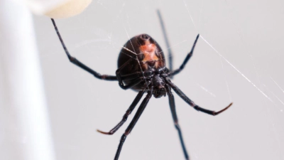 Die Männchen der Rotrückenspinne haben einen sportlichen Trick, um die Paarung mit der auch „Schwarze Witwe” bezeichneten Spinne zu überleben.  (Foto: Miriam Scriba/UHH/dpa)