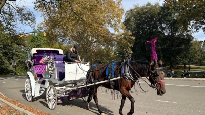 In New York können Touristen bald nicht mehr mit Pferdekutschen durch den Central Park fahren.  (Foto: Christina Horsten/dpa)