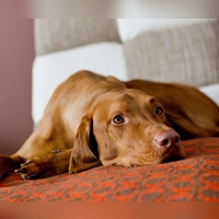 Hunde brauchen an heißen Tagen kühle Rückzugsorte. (Foto: Monique Wüstenhagen/dpa-tmn)