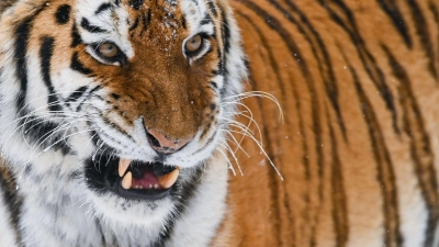 Der Amurtiger gilt als größte Raubkatze der Welt. (Foto: Patrick Pleul/dpa-Zentralbild/dpa)