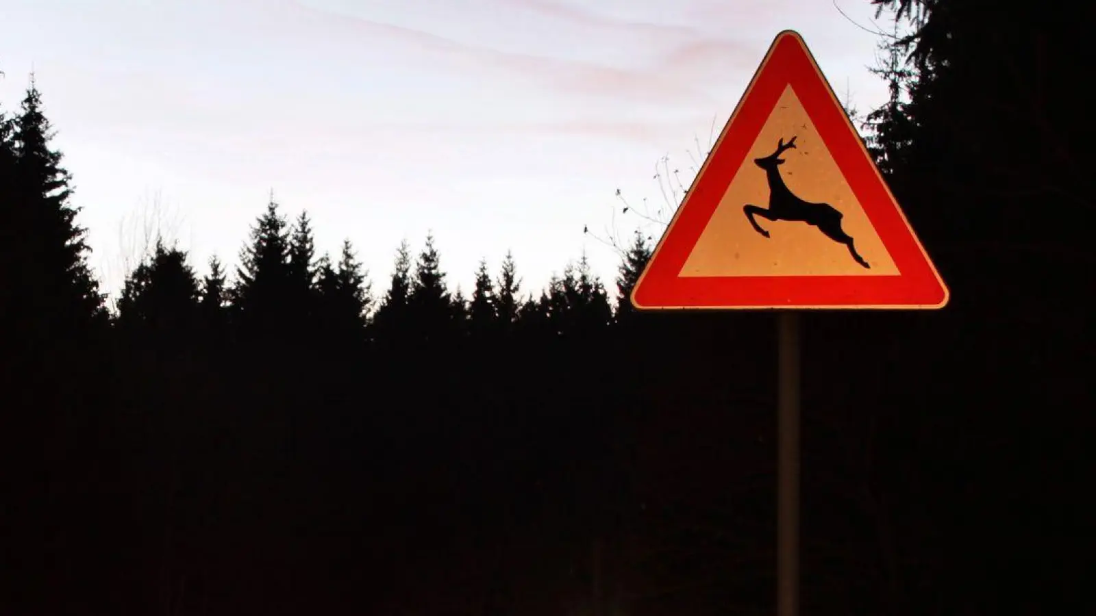 Ein Wildunfall kann selbst bei nicht angepasster Geschwindigkeit als unabwendbar gelten. (Foto: Jan Woitas/dpa/dpa-tmn)