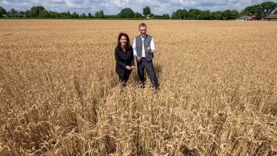 Die Hitzewelle ab Ende Juni hat die Erntesaison bereits eingeläutet.  (Foto: Peter Kneffel/dpa)