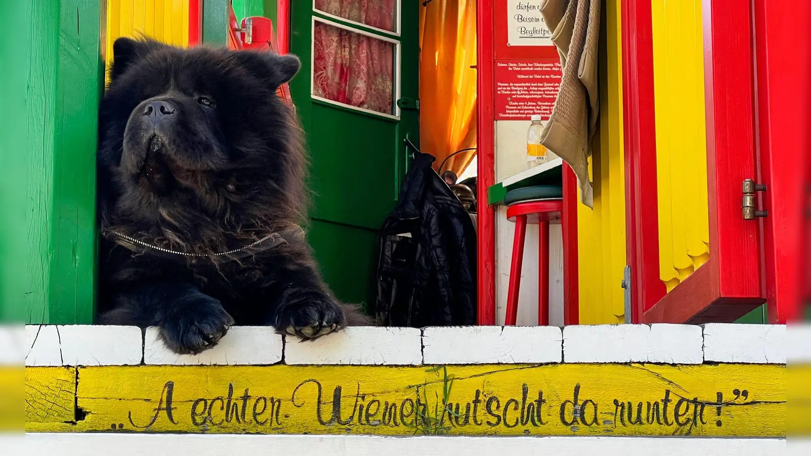 Ein Hund im Praterviertel. (Foto: Daniela David/dpa-tmn)