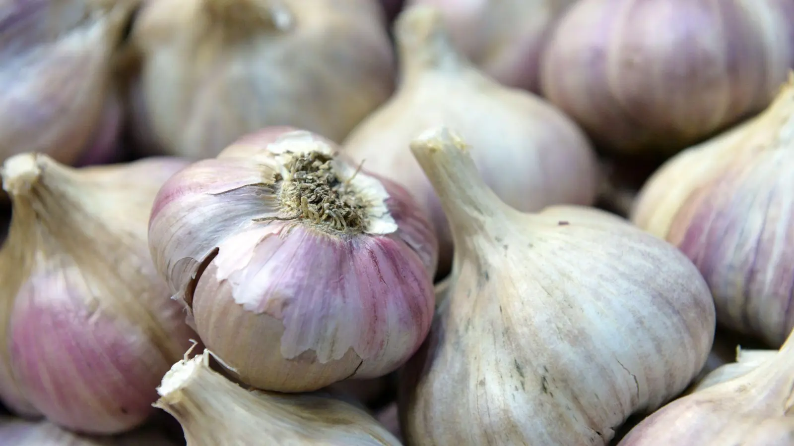 Knoblauch kann im Herbst gepflanzt werden: Hierfür werden die Knoblauchzehen direkt in die Erde gesteckt. (Foto: Andrea Warnecke/dpa-tmn)