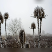 An manchen Orten könnten auch Frostschäden an Pflanzen drohen. (Symbolbild) (Foto: Stefan Puchner/dpa)