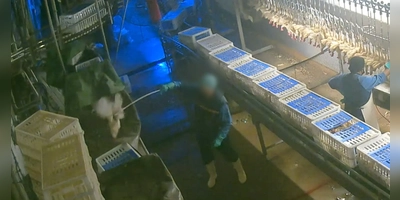 Nach den jüngsten Vorwürfen der Tierquälerei hat der betroffene Hennen-Schlachthof in Wassertrüdingen Mitarbeiter entlassen. (Foto: Aninova e.V.)