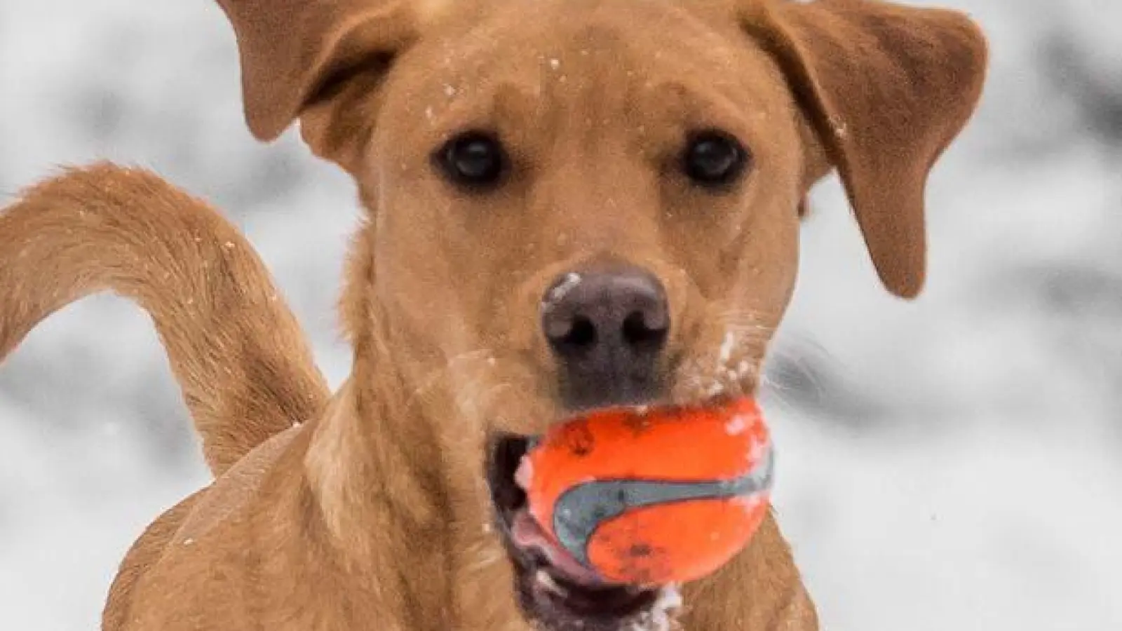 Hund haben ist Herzenssache, kein Steuersparmodell. Nur in bestimmten Fällen erkennt das Finanzamt Ausgaben für den Vierbeiner an. (Foto: Benjamin Nolte/dpa-tmn)