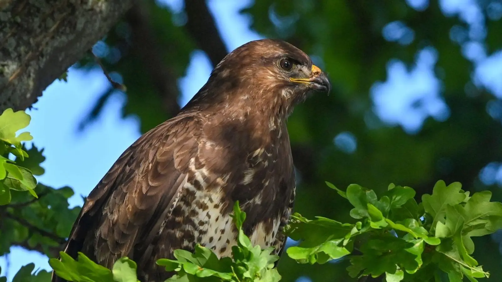 Jogger sollten in diesen Wochen an Waldrändern vorsichtiger unterwegs sein - denn es ist Brutzeit bei den Mäusebussarden und vereinzelt verteidigen die Vögel ihren Nachwuchs gegen den vermeintlich gefährlichen schnell laufenden Menschen. (Foto: Patrick Pleul/dpa/dpa-tmn)