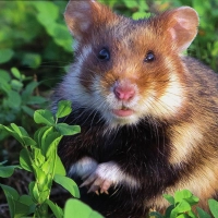 Feldhamster sind in Deutschland vom Aussterben bedroht. Um die Tiere zu schützen, wird nicht verraten, wo genau ihr Refugium bei Uffenheim liegt. (Foto: Manfred Sattler)