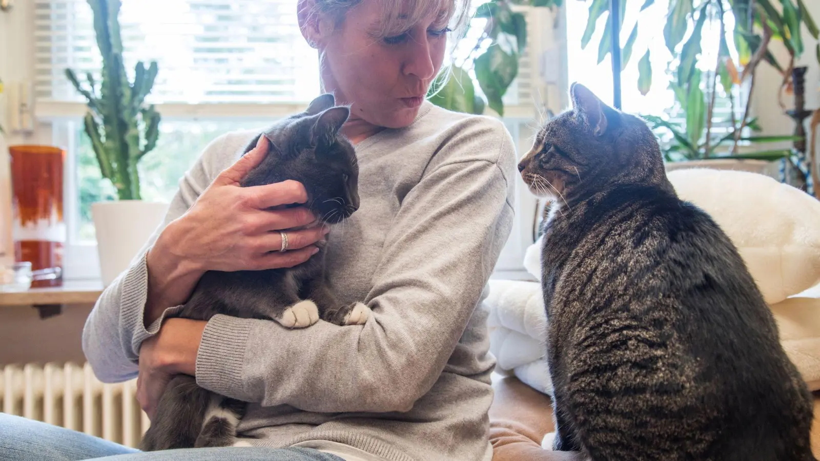 Bei der Zusammenführung von zwei Katzen sollte man behutsam vorgehen. (Foto: Christin Klose/dpa-tmn)