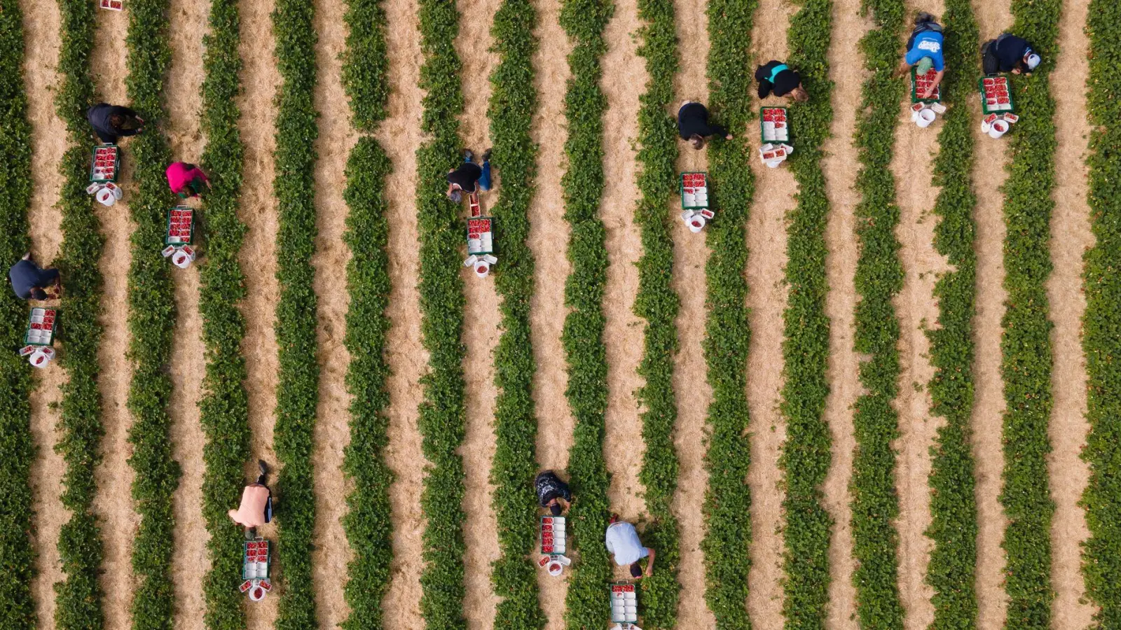 Erntehelfer pflücken auf einem Feld Erdbeeren. (Foto: Sebastian Kahnert/dpa)