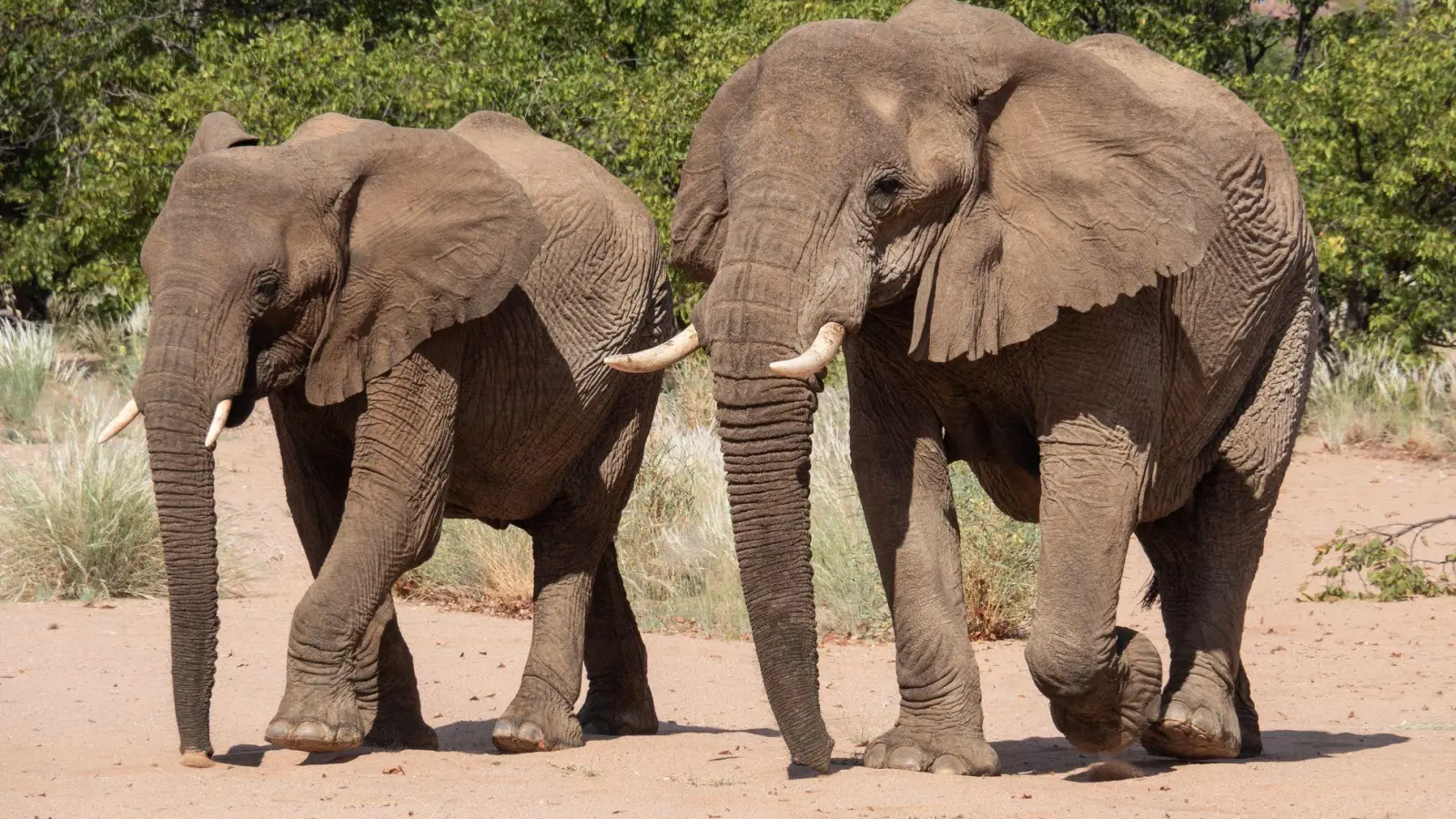 Namibia möchte gerne Elfenbein aus Lagerbeständen verkaufen. (Archivbild) (Foto: Andreas Drouve/dpa-tmn)