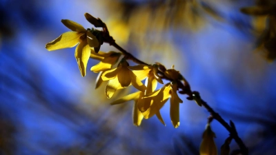 Direkt nach der Blüte sollten ältere und schwache Triebe der Forsythie bodennah zurückgeschnitten werden, während kräftige junge Bodentriebe stehen bleiben, damit die Pflanze im nächsten Frühjahr wieder üppig blüht. (Foto: Karl-Josef Hildenbrand/dpa/dpa-tmn)
