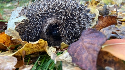 Den Tag verbringen die nachtaktiven Insektenfresser in einem sicheren Versteck. Das können Laub-, Holz- oder Steinhaufen mit Hohlräumen sein. Sehr gerne werden auch Komposthaufen genutzt. (Foto: Martina Gehret)