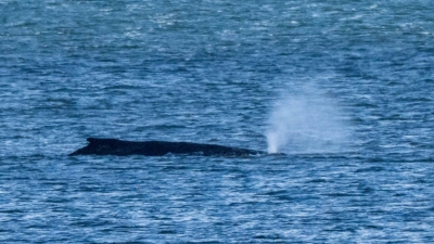 Der Buckelwal lag zuletzt vor der Insel Poel. (Archivbild)  (Foto: Stefan Sauer/dpa)