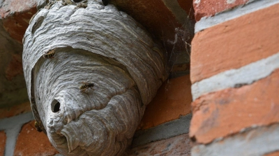 Sind sie bewohnt, dürfen Wespennester nur von Fachleuten und aus guten Gründen entfernt werden - im Winter hingegen stehen sie leer, da können Hausbesitzer auch selbst ran. (Foto: Patrick Pleul/dpa/dpa-tmn)