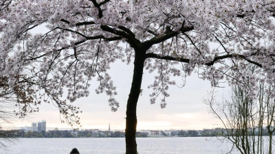 Jogger und Spaziergänger sind am Morgen an der Alster unterwegs. (Foto: Christian Charisius/dpa)