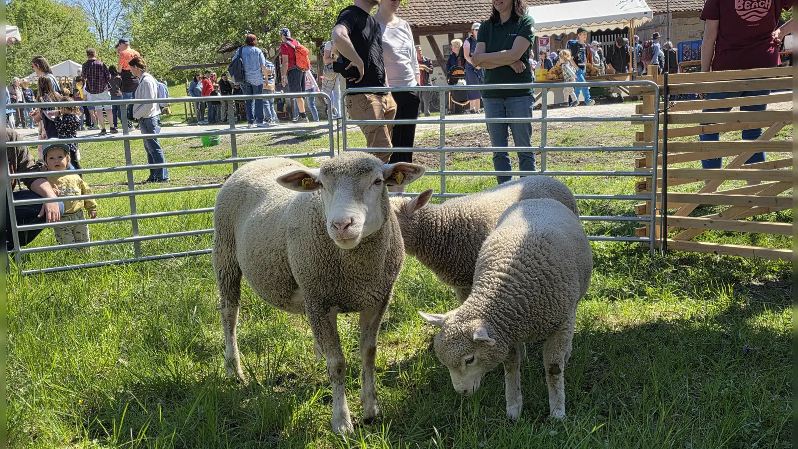 Ein beliebtes Fotomotiv sind die Schafe in den Pferchen. (Foto: Hans-Bernd Glanz)