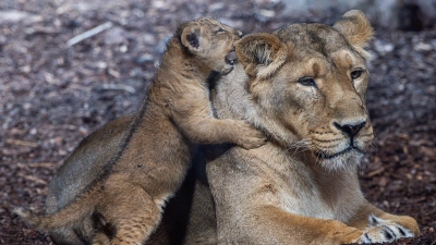 Kaut seiner Mama schon ein Ohr ab. (Foto: Jens Büttner/dpa)