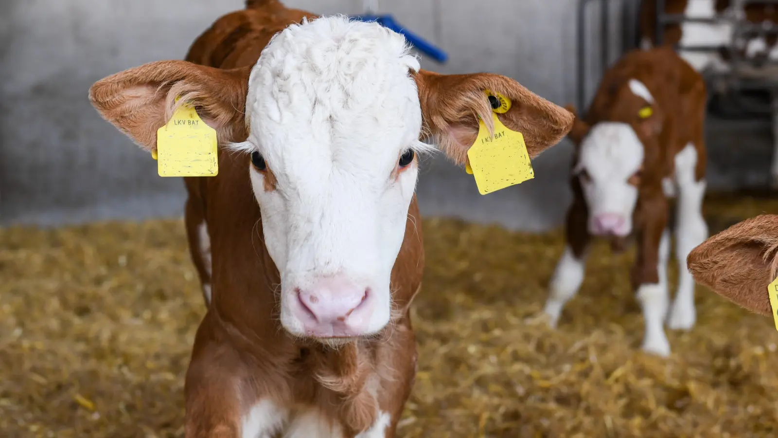 Wenn Kälber auf die Welt kommen, sollten Landwirte besonders auf Hygiene achten. (Foto: Tobias Hase)