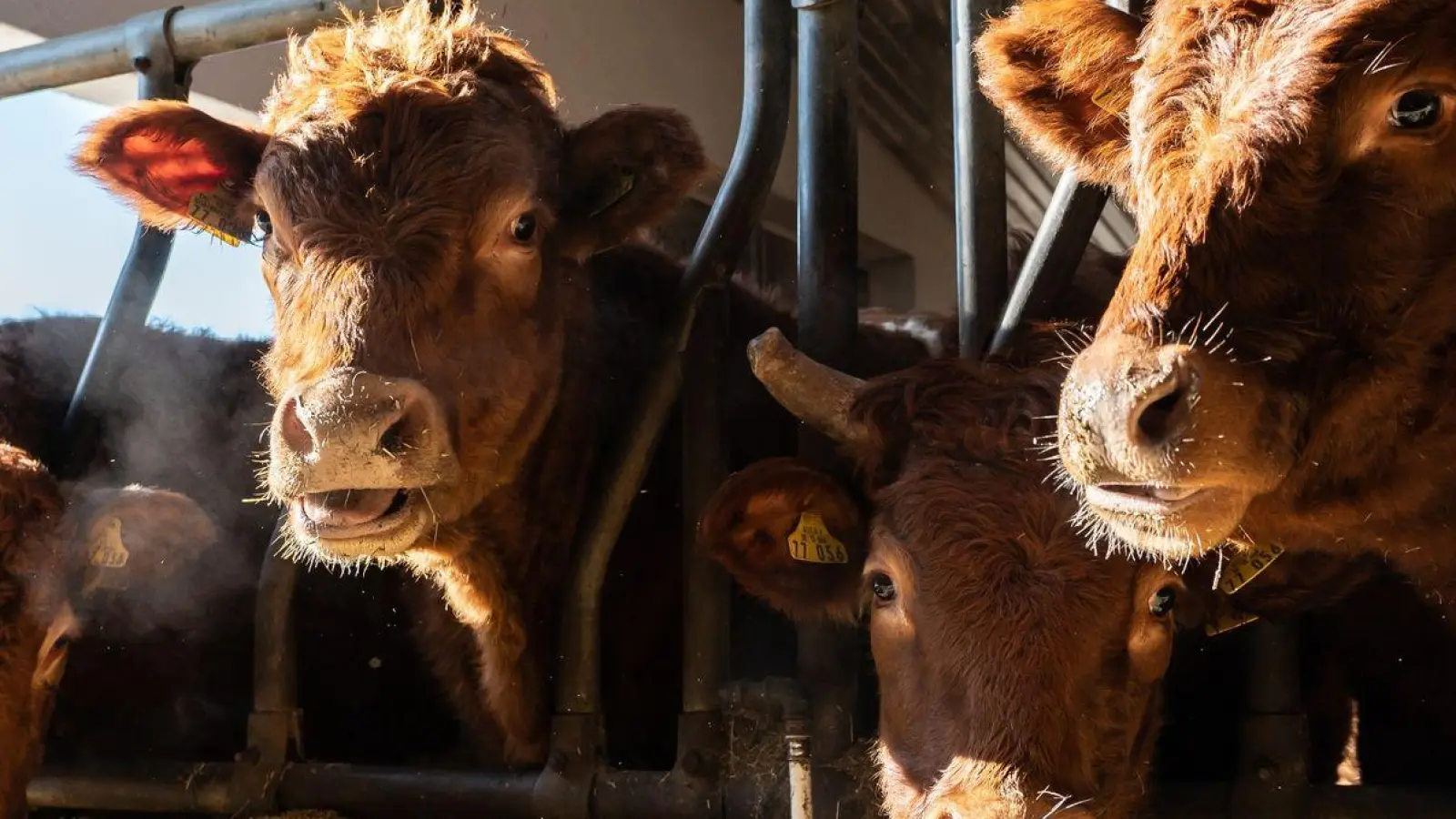 Im vergangenen Jahr gab es 255.000 Bauernhöfe in Deutschland (Symbolbild). (Foto: Silas Stein/dpa)