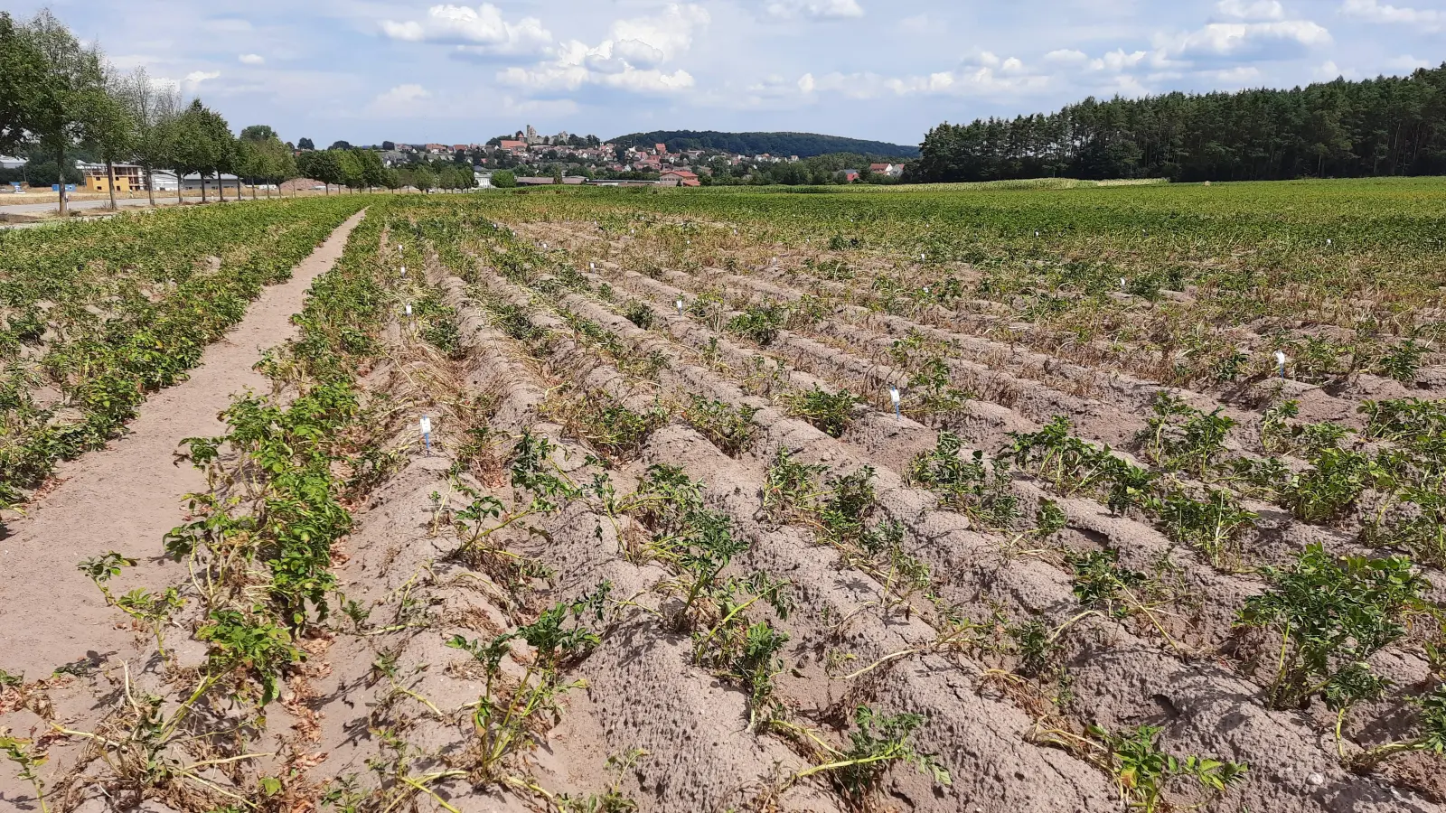 Die Kartoffelfelder litten im vergangenen Jahr extrem unter den fehlenden Niederschlägen von Juni bis August. (Archivfoto: AELF/Jürgen Hufnagel)