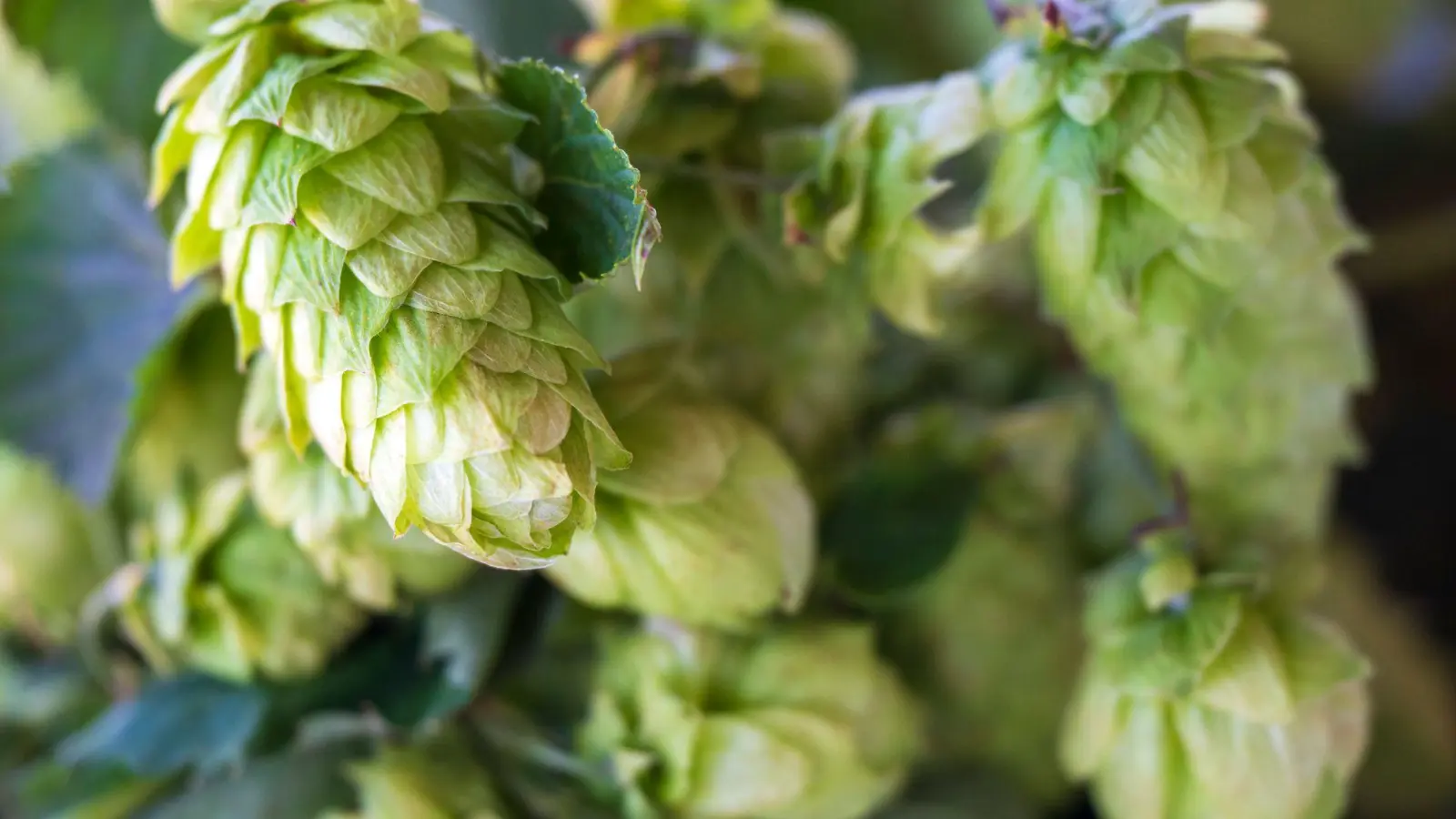 Die deutschen Hopfenbauern stehen laut Verbandsangaben vor einem grundlegenden Umbruch der Branche. (Archivbild) (Foto: Peter Kneffel/dpa)