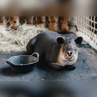 Tapir Mattheo erkundet jetzt das umgestaltete Nashornhaus des Tierparks.  (Foto: Stephan Schumann/Tierpark Hellabrunn/dpa)
