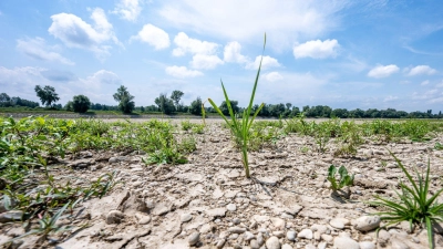 Ausgetrocknet ist eine Sandbank an der Niedrigwasser führenden Donau. (Foto: Armin Weigel/dpa)
