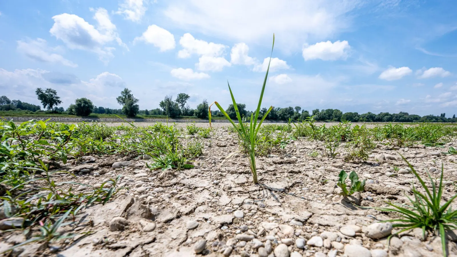 Ausgetrocknet ist eine Sandbank an der Niedrigwasser führenden Donau. (Foto: Armin Weigel/dpa)