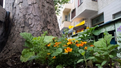In&nbsp;Großstädten sieht man häufig kleine Beete mit hübschen Blumen um die Straßenbäume herum. (Foto: Franziska Gabbert/dpa-tmn)