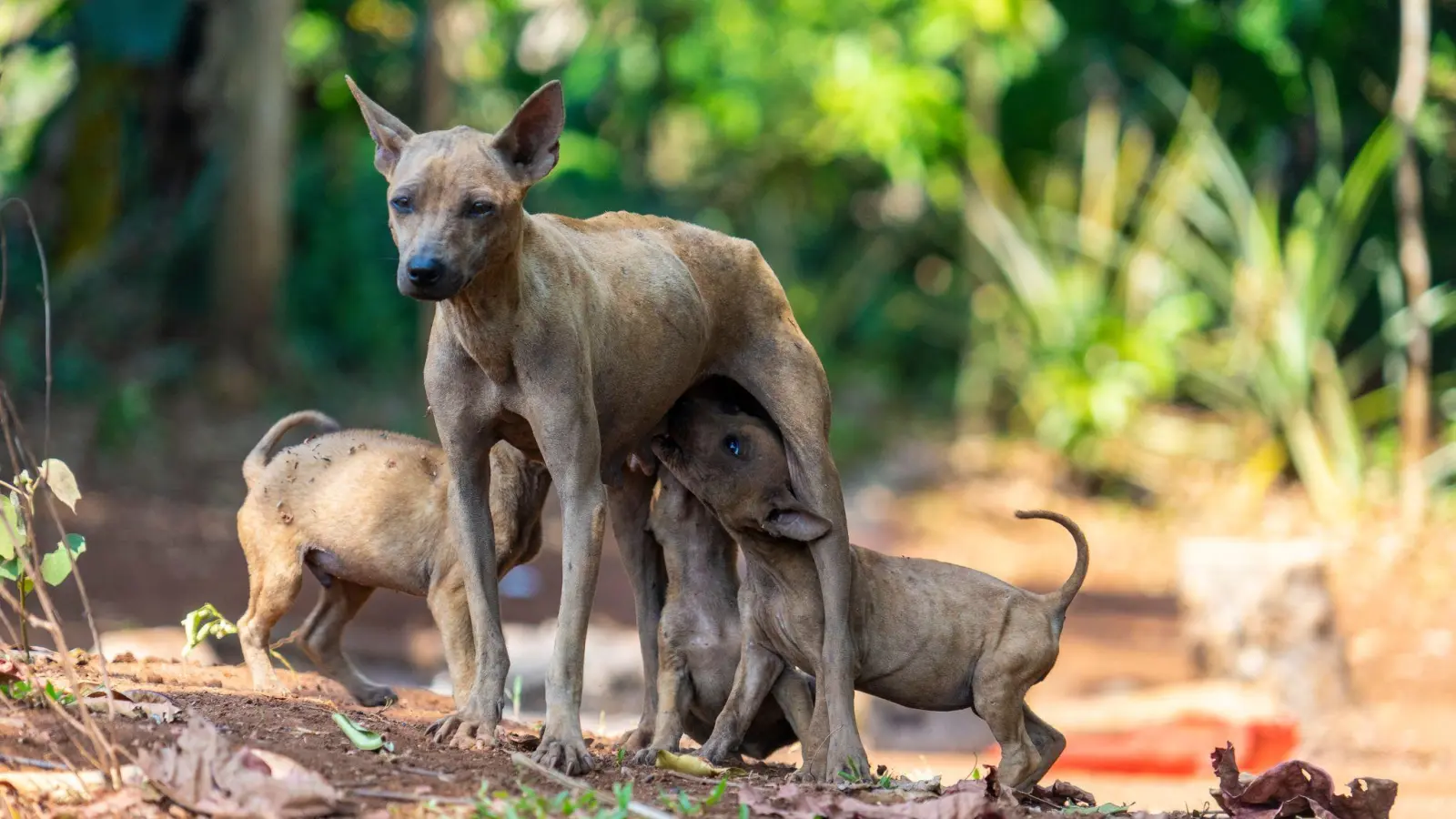 Straßenhunde brauchen vielerorts Hilfe. Doch hinter Spendenaufrufen verbergen sich leider auch immer wieder Betrüger. (Foto: Robert Günther/dpa-tmn)