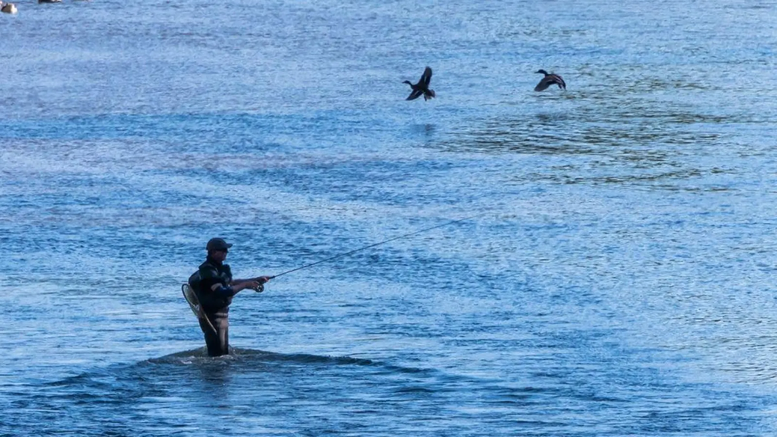 War es ein Angler oder ging der Täter mit dem Kescher vor? So oder so: Die 18 Störe aus dem Hutweiher bei Haslach sind weg. (Symbolbild: Peter Kneffel/dpa)