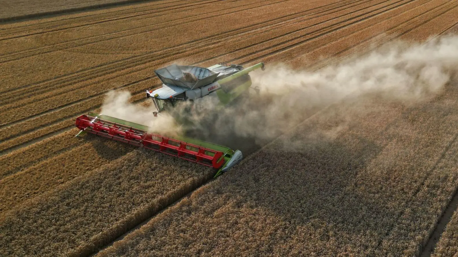 Eine Prognose für die Ernte 2024 in Deutschland will der Verband beim Ernteauftakt am 1. Juli vorstellen. (Foto: Matthias Bein/dpa)