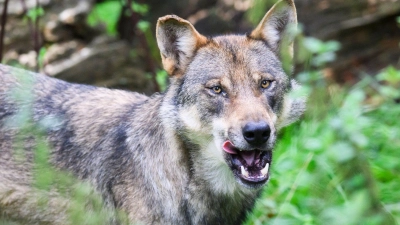 Die Debatte um den Wolf wird emotional geführt (Archivbild). (Foto: Julian Stratenschulte/dpa)