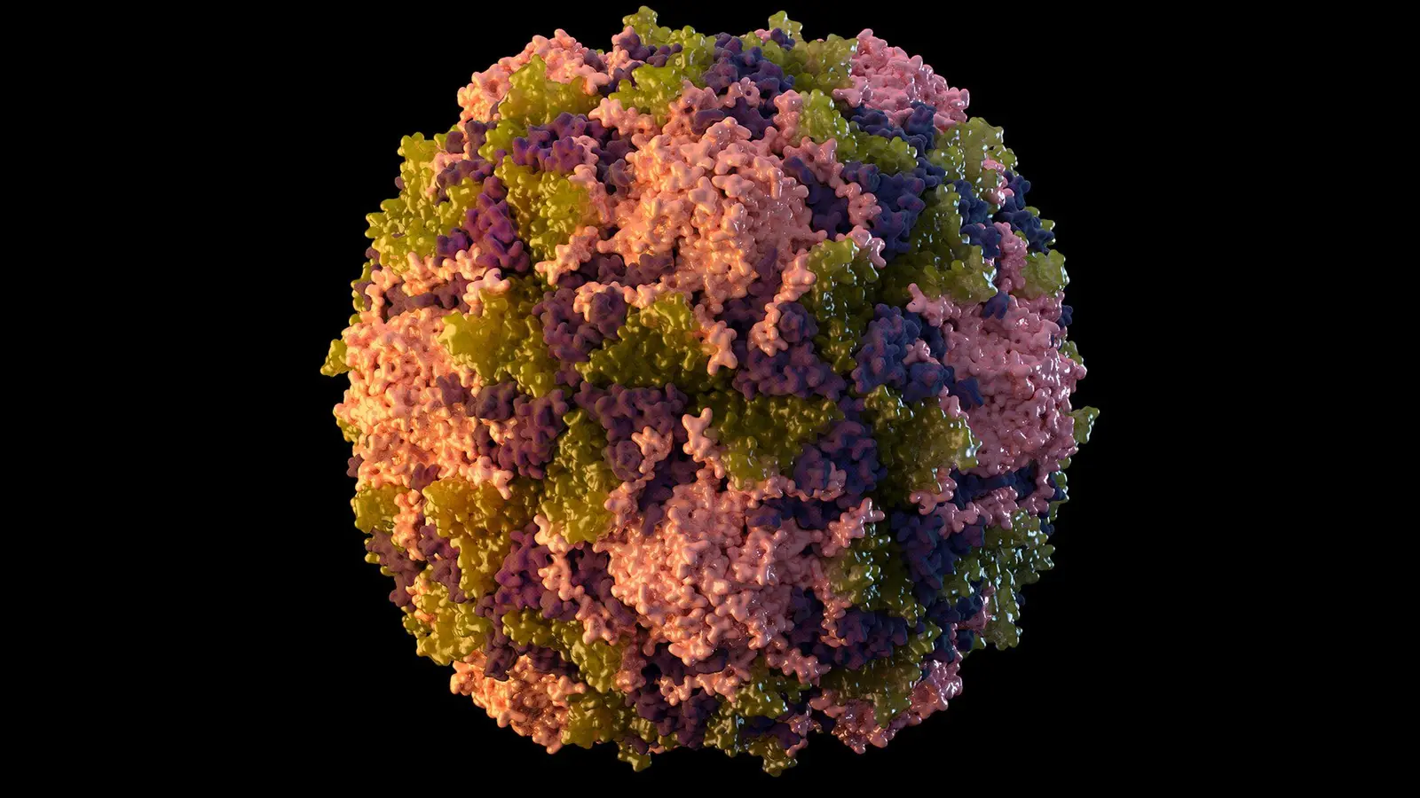 Die von der US-Behörde CDC zur Verfügung gestellte Illustration aus dem Jahr 2014 zeigt ein Poliovirus-Partikel. (Foto: CDC/AP/dpa)