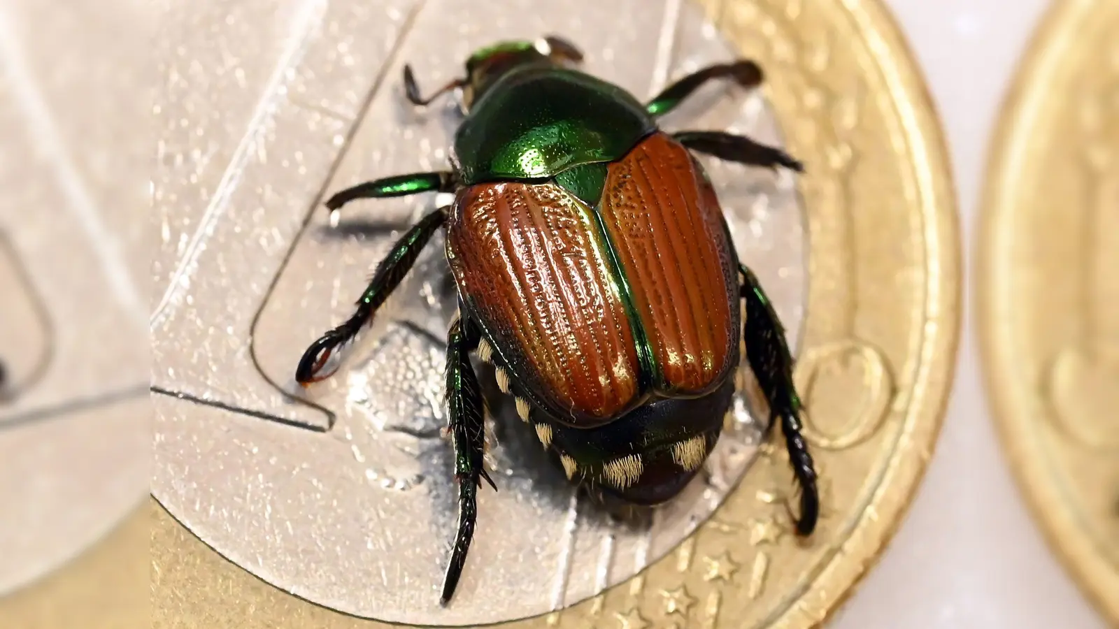 Der etwa ein Zentimeter große Japankäfer muss Behörden gemeldet werden. (Archivbild) (Foto: Uli Deck/dpa/dpa-tmn)