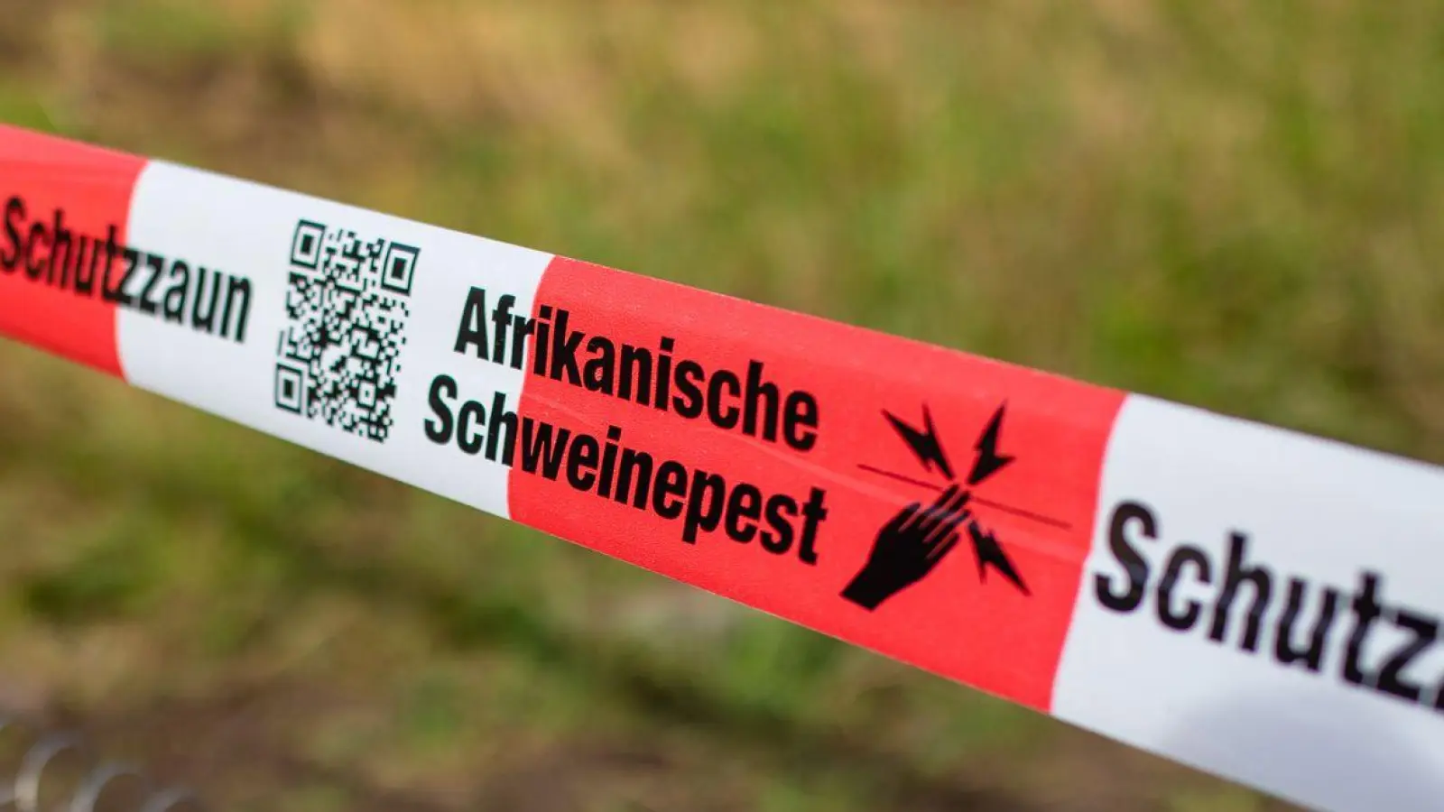 In Unterfranken gibt es vorsorgliche Maßnahmen gegen die Afrikanische Schweinepest. (Symbolbild) (Foto: Christoph Schmidt/dpa)