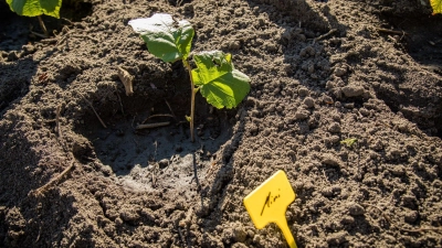 Grüner Nachwuchs: Aus jungen Trieben lassen sich im Sommer und Herbst mit wenigen Handgriffen neue Pflanzen ziehen. (Foto: Christin Klose/dpa-tmn)