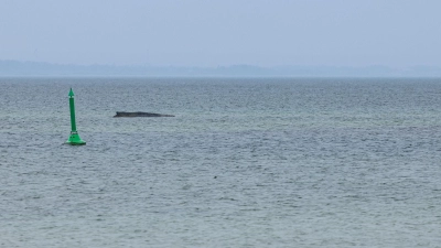 Gegen eine mögliche Tötung des Wals, um ihn von seinen Leiden zu erlösen, spricht laut Expertin einiges. (Foto: Ulrich Perrey/dpa)