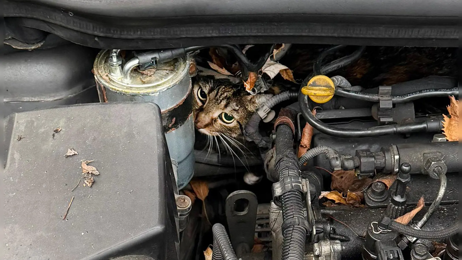 Fachleute haben den Motor so zerlegt, dass sie die Katze befreien konnten. (Foto: --/Berufsfeuerwehr Augsburg/dpa)