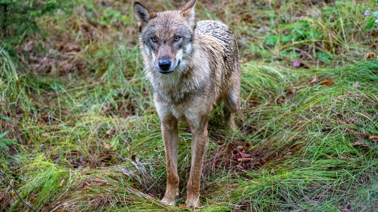 Ein Wolf steht im Gehege des Nationalparkzentrums Falkenstein. (Foto: Armin Weigel/dpa)