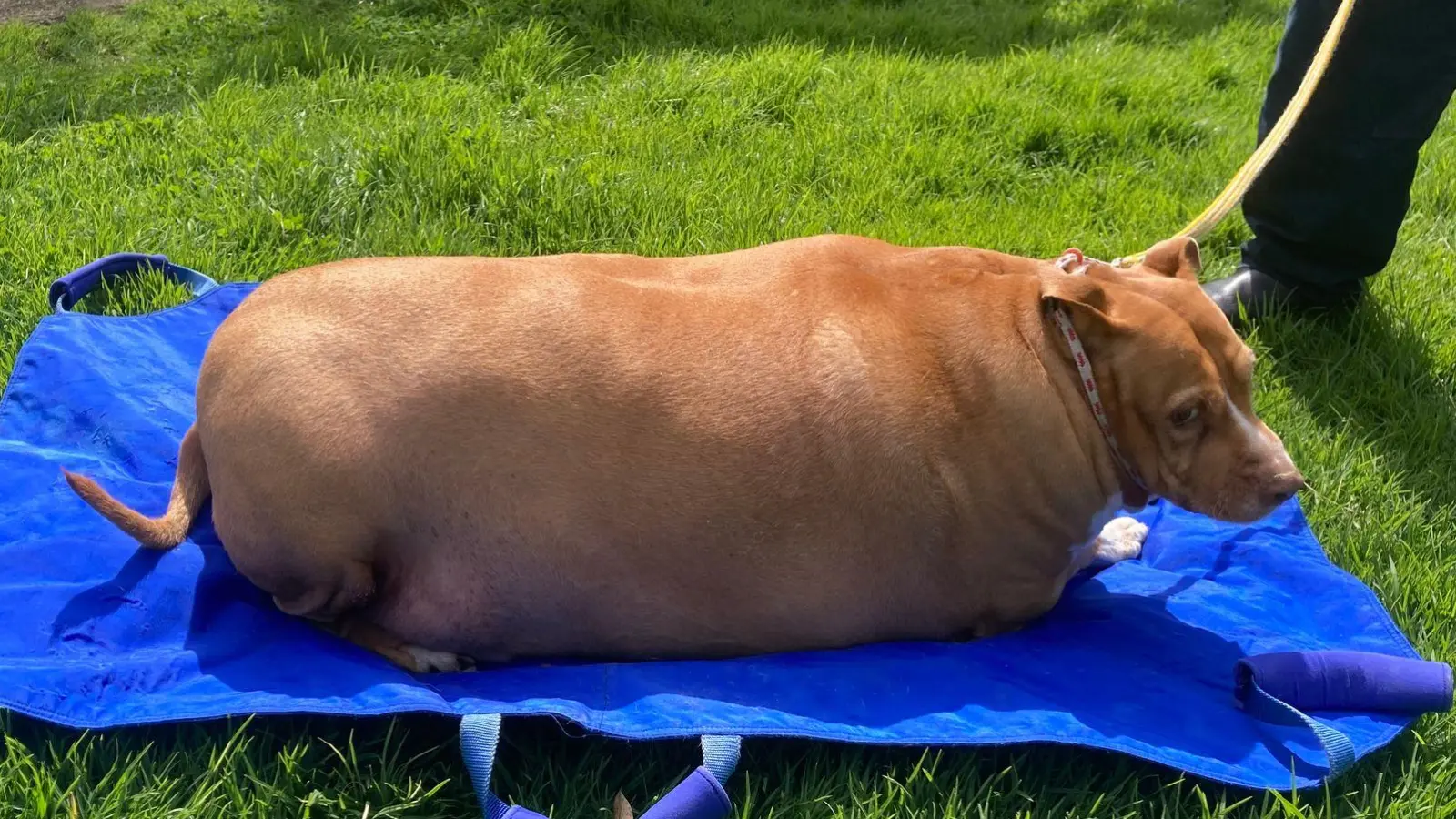 Nuggi konnte sich am Ende kaum noch auf den Beinen halten. (Archivbild) (Foto: -/Spca Supplied/dpa)