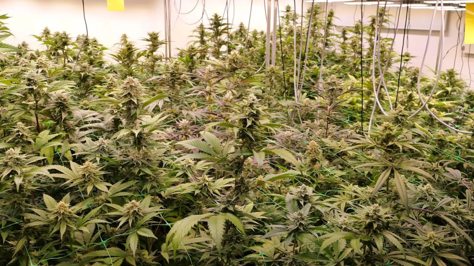 Cannabis so weit das Auge reicht: Seit dem Cannabis-Gesetz darf es unter Auflagen legal angebaut werden. (Symbolbild) (Foto: Jörn Hüneke/dpa)