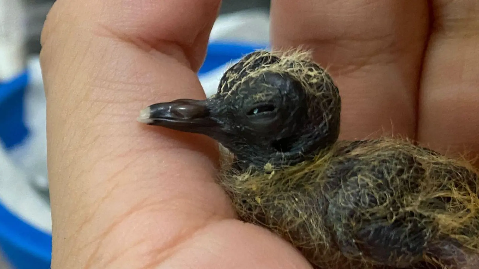 Ein Blauaugentäubchen wird von Hand aufgezogen. (Foto: Chester Zoo/dpa)